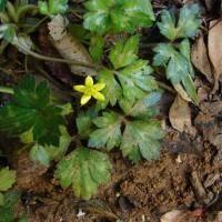 Ranunculus wallichianus Wight & Arn.